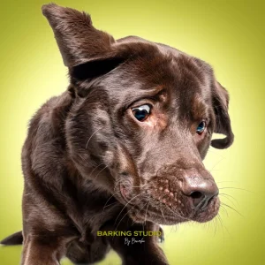 FotoBeverloo Barking Studios Catch the Treat